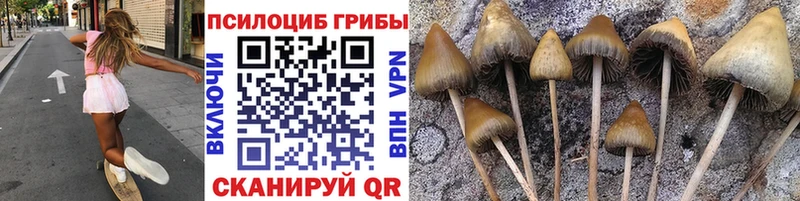Галлюциногенные грибы Psilocybe  Морозовск 